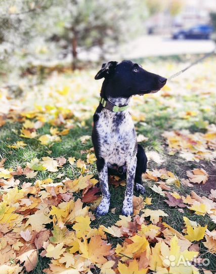 Лучший пес для квартиры