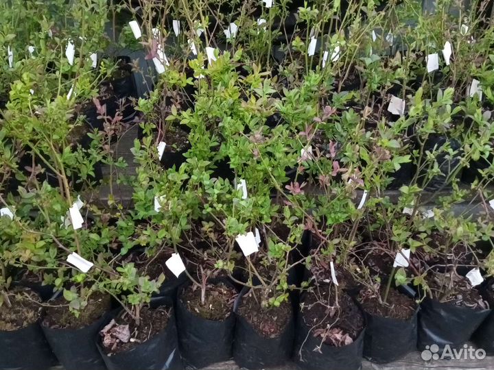 Саженцы голубики 2,3года