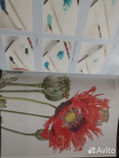 Курс Вероники Калачевой,Ботаническая иллюстрация