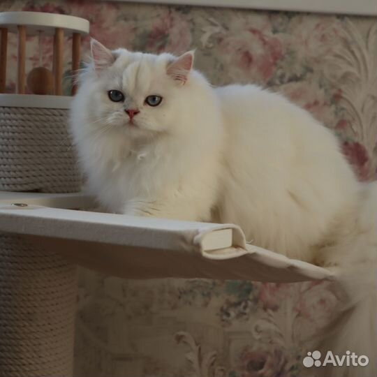 Британские котята поинт серебристая шиншилла
