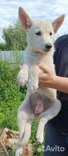 Щенок с окрасом