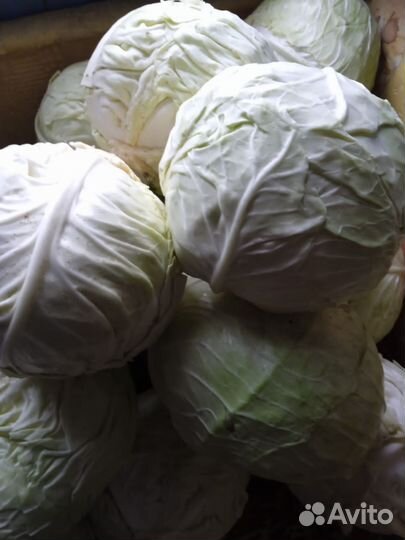 Капуста засолочная, урожай 2023 года
