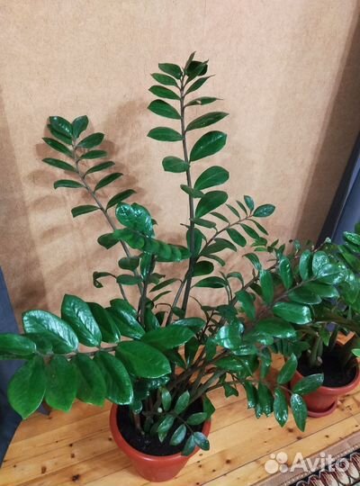 Замиокулькас