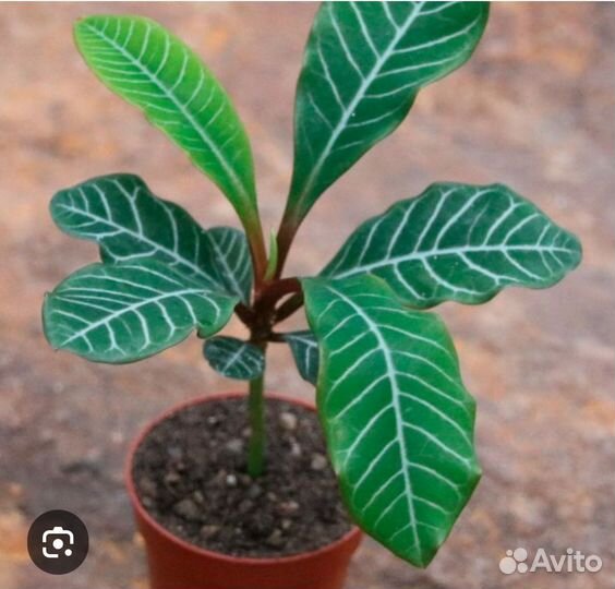 Молочай беложильчатый