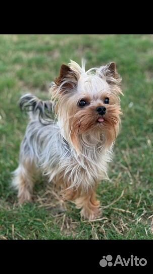 Супер-Мини Йоркширский терьер, вязка