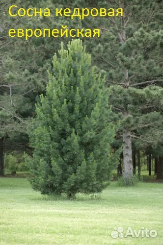 Саженцы Сосны, Ели, Пихты