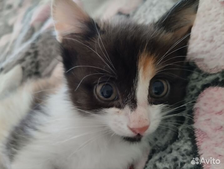 Котята в добрые руки бесплатно