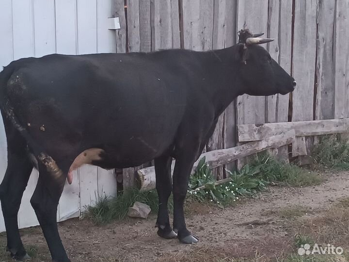 Стельная молочная корова