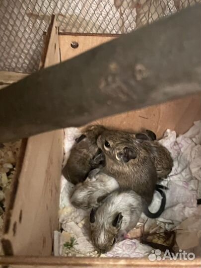 Чилийская белка дегу