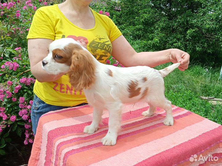 Кавалер кинг Чарльз парнишка