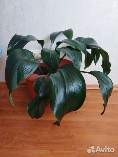 Домашние растения и цветы 100 здоровые