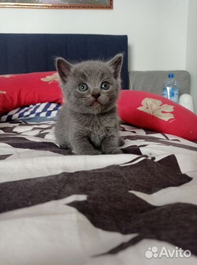 Британская