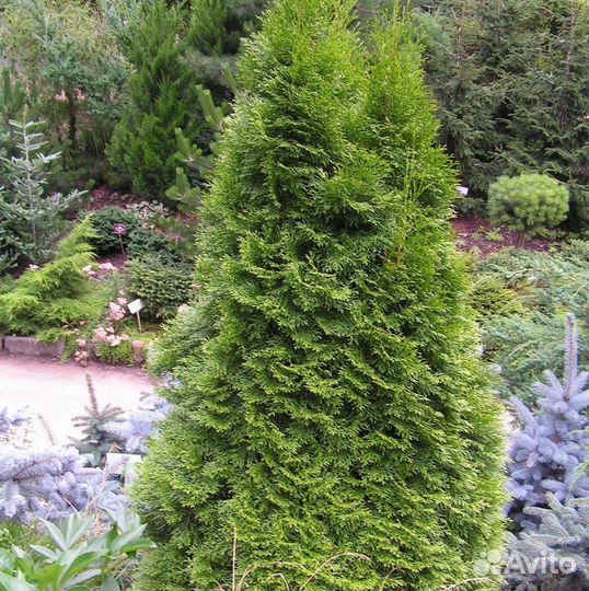 Туя Смарагд 1,8-2 м