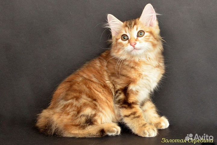 Кошки курильский бобтейл