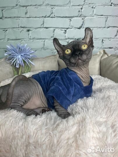 Канадский сфинкс