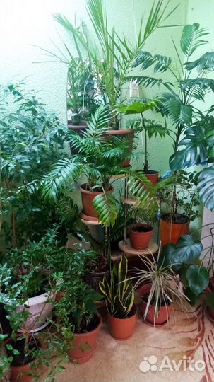 Комнатные растения