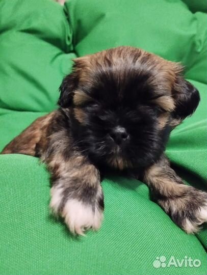 Ши-тцу мини