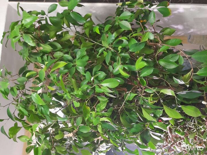 Фикус Гинсенг большой(в офис)