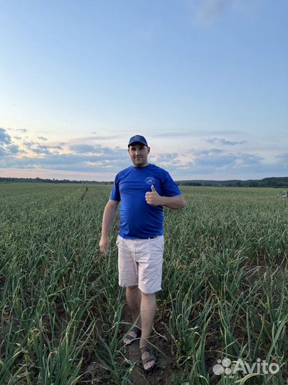 Чеснок озимый опт