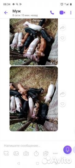 Продам свинок 1,5 месяца