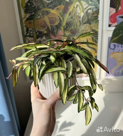 Хойя вайети триколор