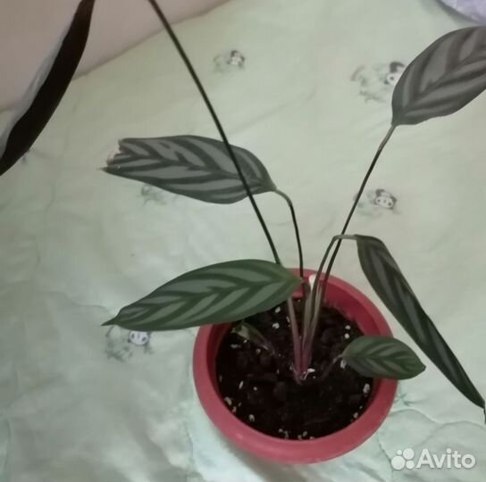 Сингониум, клорорендрум
