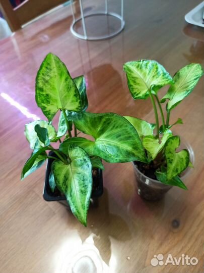 Хлорофитум кудрявый, традесканция, крассула, синг