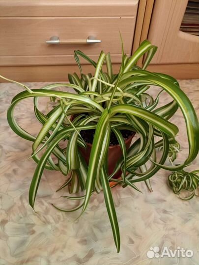 Хлорофитум кучерявый