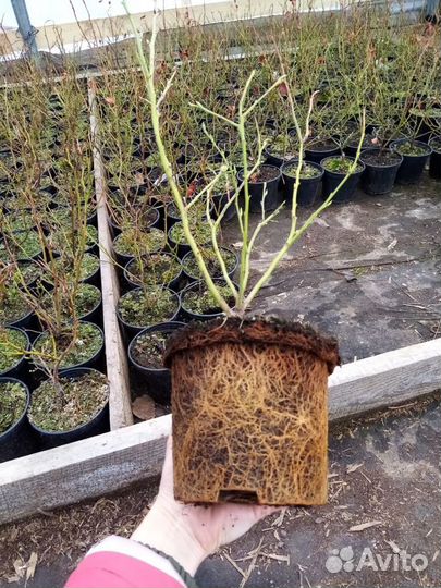 Саженцы голубики, клубники, ежевики, малины и тд