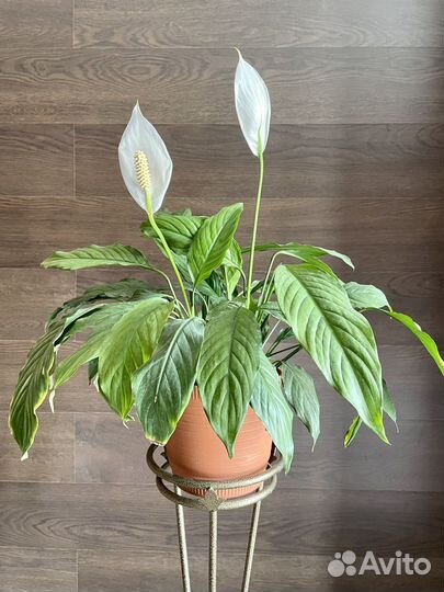 Спатифиллум Шопен