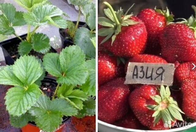 Азия клубника купить описание сорта фото Рассада клубники Азия купить в Улан-Удэ Товары для дома и дачи Авито