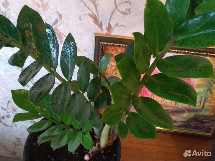 Долларовое дерево, Замиакулькас