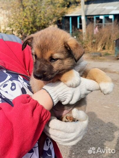 Щенок в добрые руки