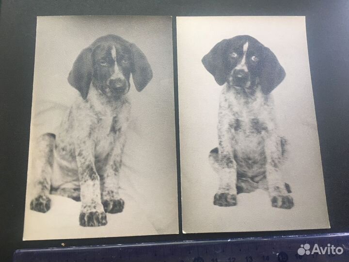 Собака животные 2 шт