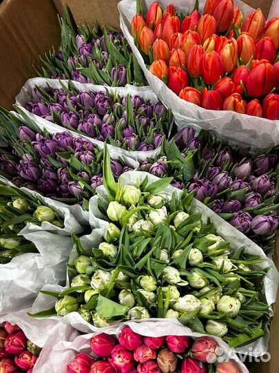 Тюльпаны пионовидные розница