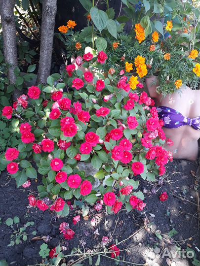 Бальзамин ванька мокрый