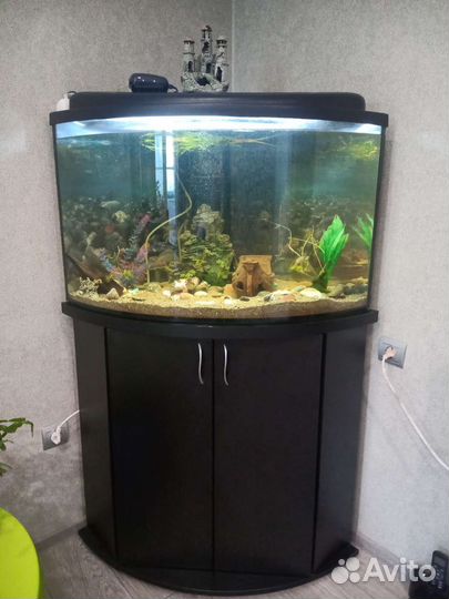 Аквариум угловой панорамный