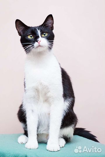 Приятно познакомиться - я кошка Куся