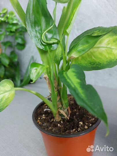 Диффенбахия Камилла