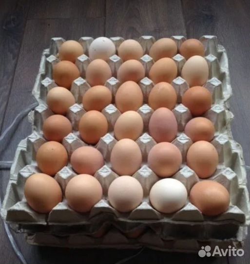 Домашние куриные яйца