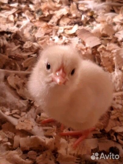 Цыплята