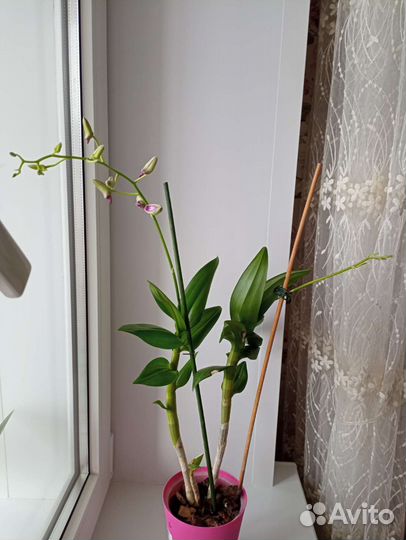 Орхидея дендробиум санок