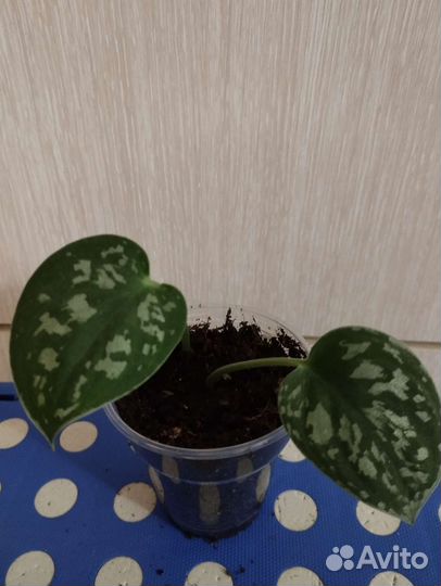 Сциндапсусы эпипремнумы пеллиония муррайя