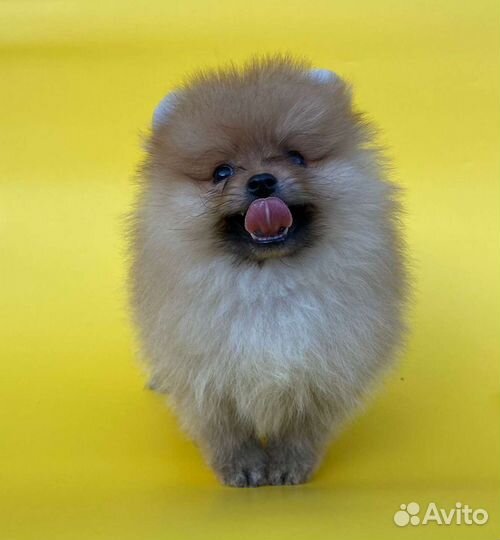 Шпицы мальчики и девочки. Доставка из Челябинска