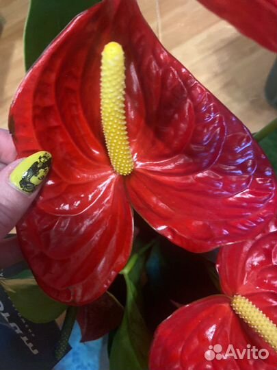 Антуриум dakota
