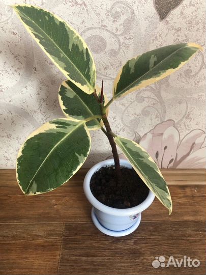 Замиокулькас, фикус