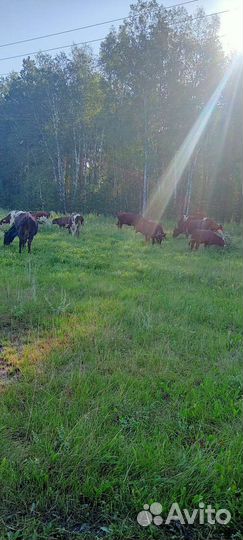 Торг уместен обмен