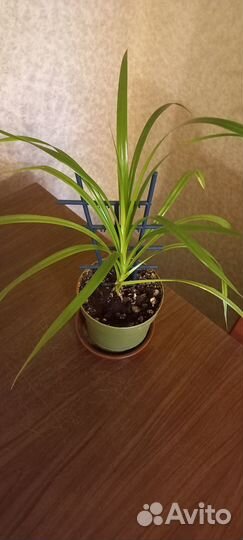 Панданус или винтовая пальма