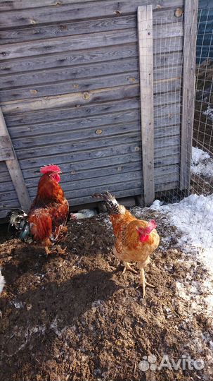 Молодые петушки