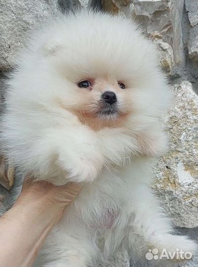 Шикарнейший Померанский шпиц медвежьего типа